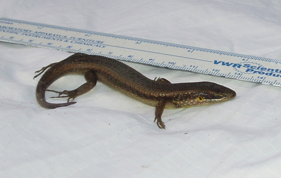 Trachylepis maculilabris